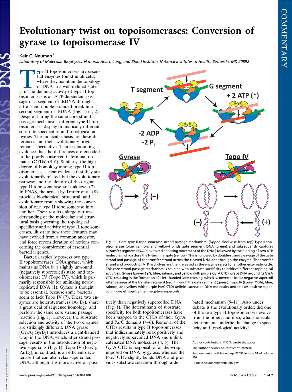 Conversion of Gyrase to Topoisomerase IV