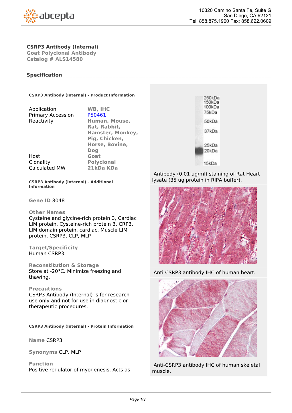 CSRP3 Antibody (Internal) Goat Polyclonal Antibody Catalog # ALS14580