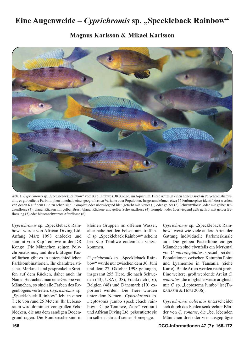 Eine Augenweide – Cyprichromis Sp. „Speckleback Rainbow“