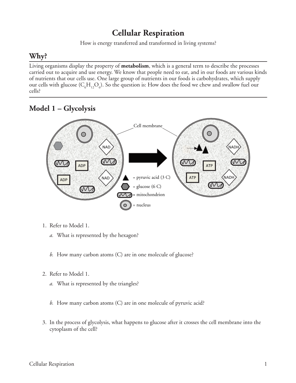 13 Cellular Respiration-S