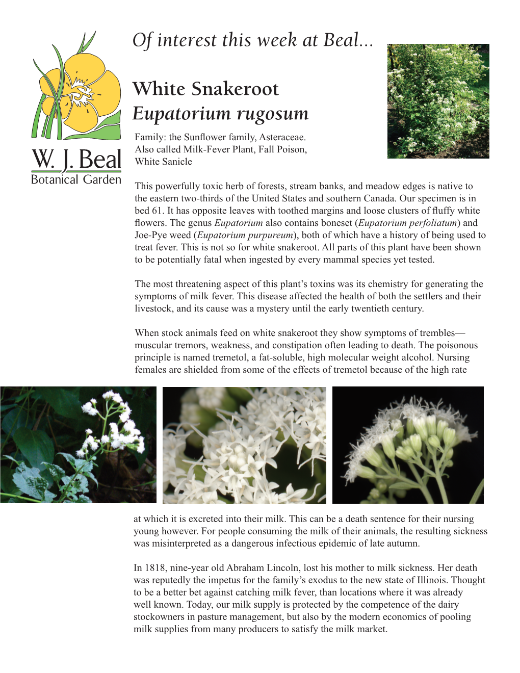 Eupatorium Rugosum, White Snakeroot