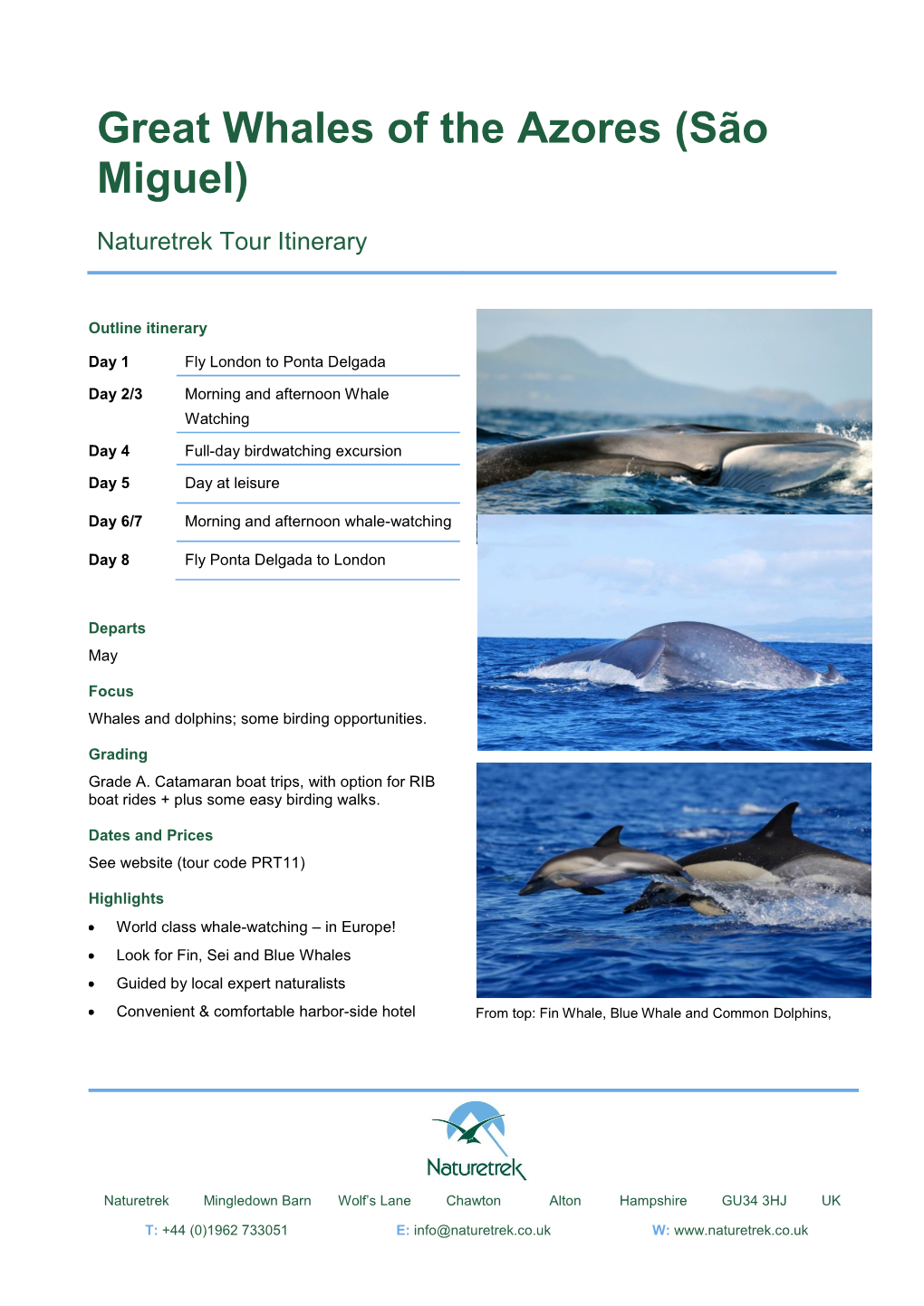 Great Whales of the Azores (São Miguel)