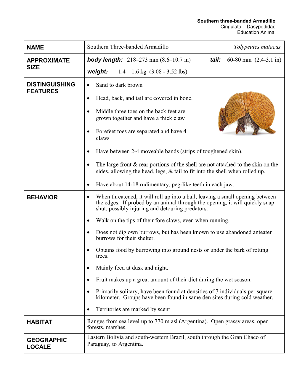 Southern Three-Banded Armadillo