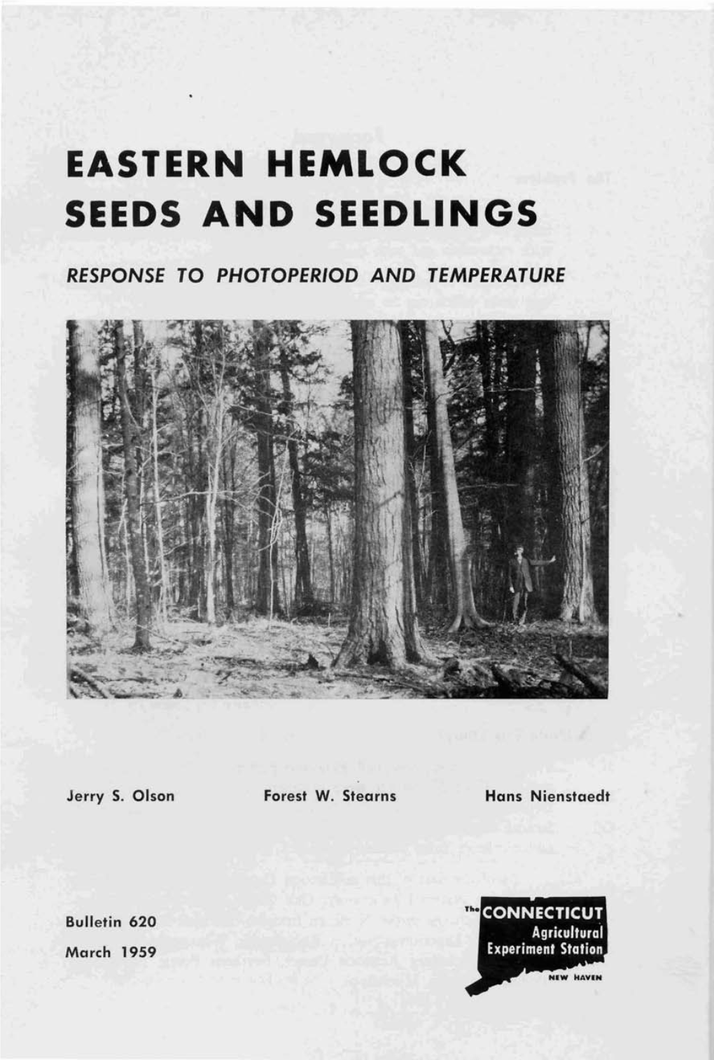 Eastern Hemlock Seeds and Seedlings