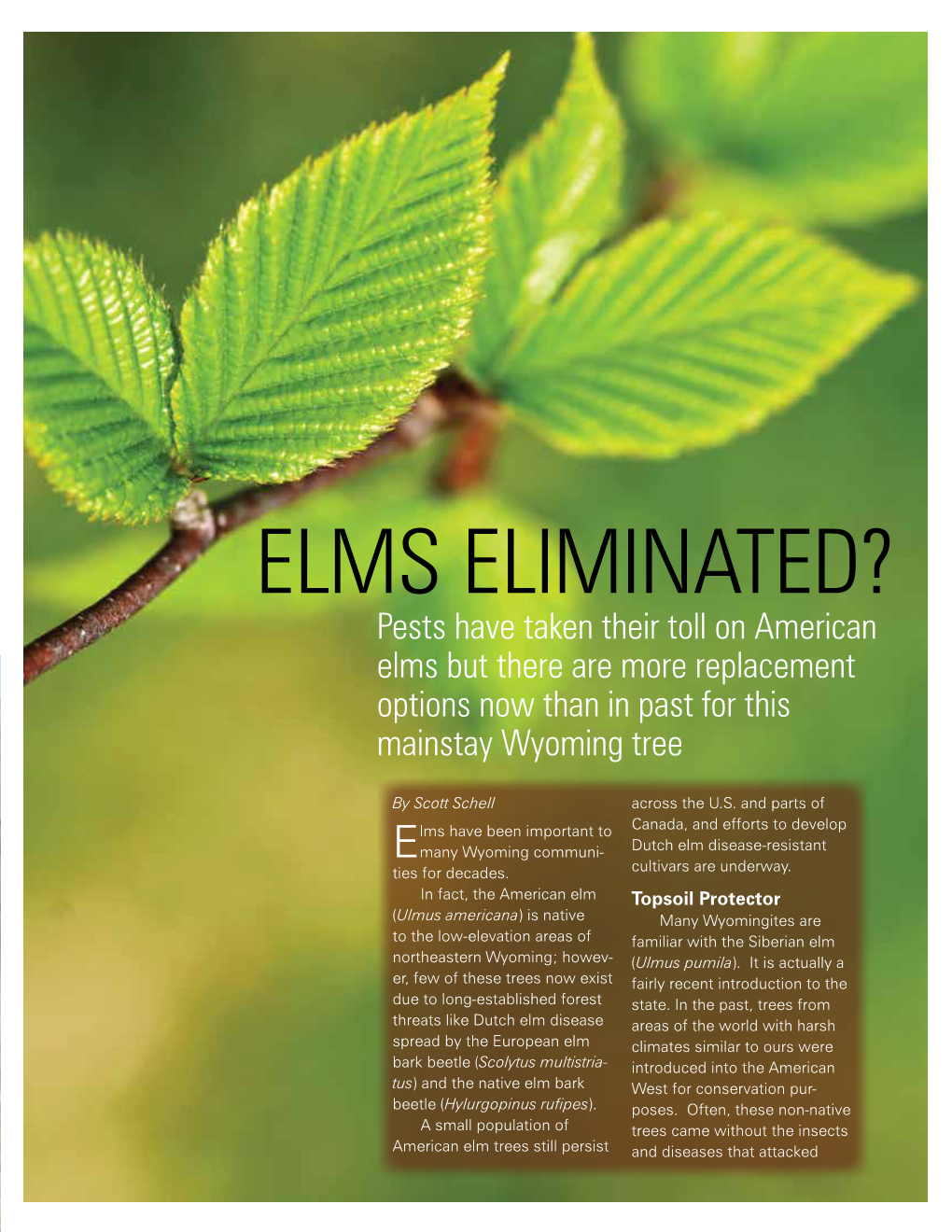 Elms Eliminated? Pests Have Taken Their Toll on American Elms but There Are More Replacement Options Now Than in Past for This Mainstay Wyoming Tree