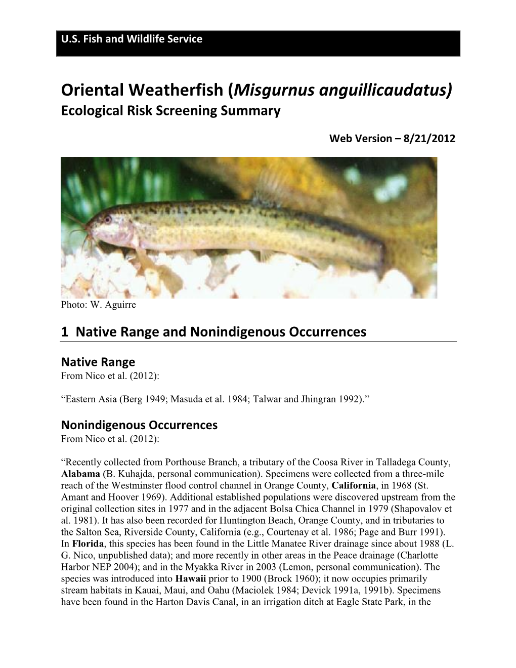 Weatherfish, Oriental (Misgurnus Anguillicaudatus)
