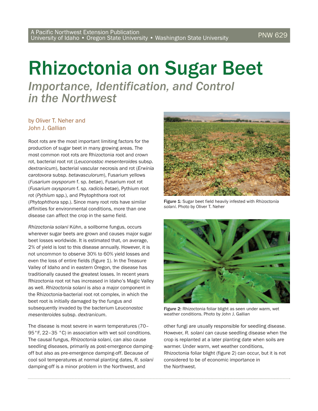 Rhizoctonia on Sugar Beet Importance, Identification, and Control in the Northwest by Oliver T