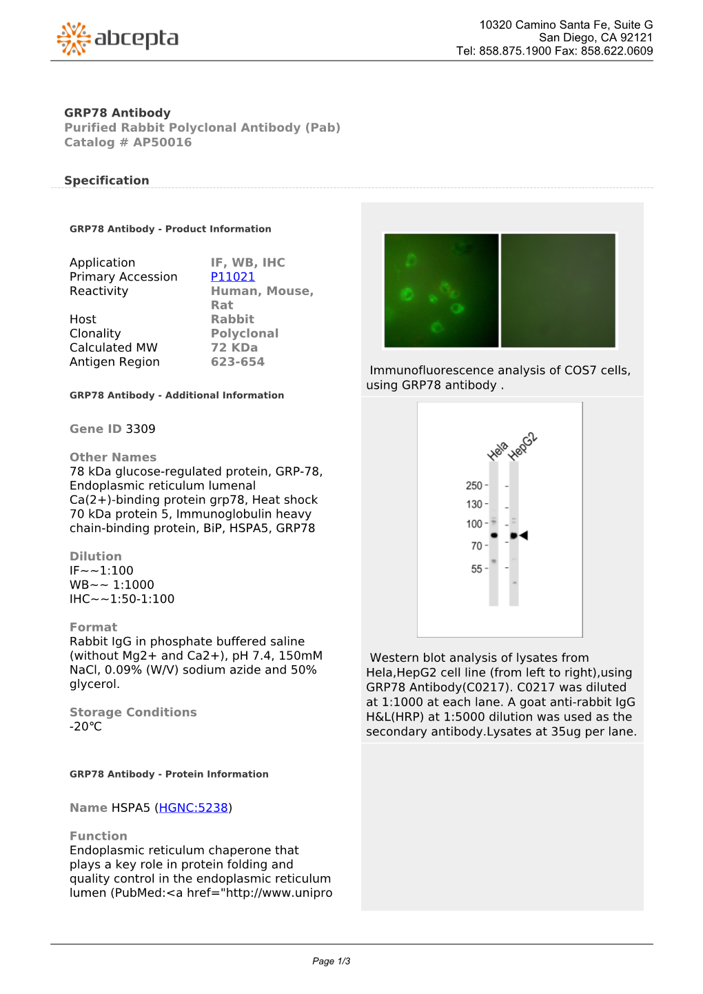 GRP78 Antibody Purified Rabbit Polyclonal Antibody (Pab) Catalog # AP50016