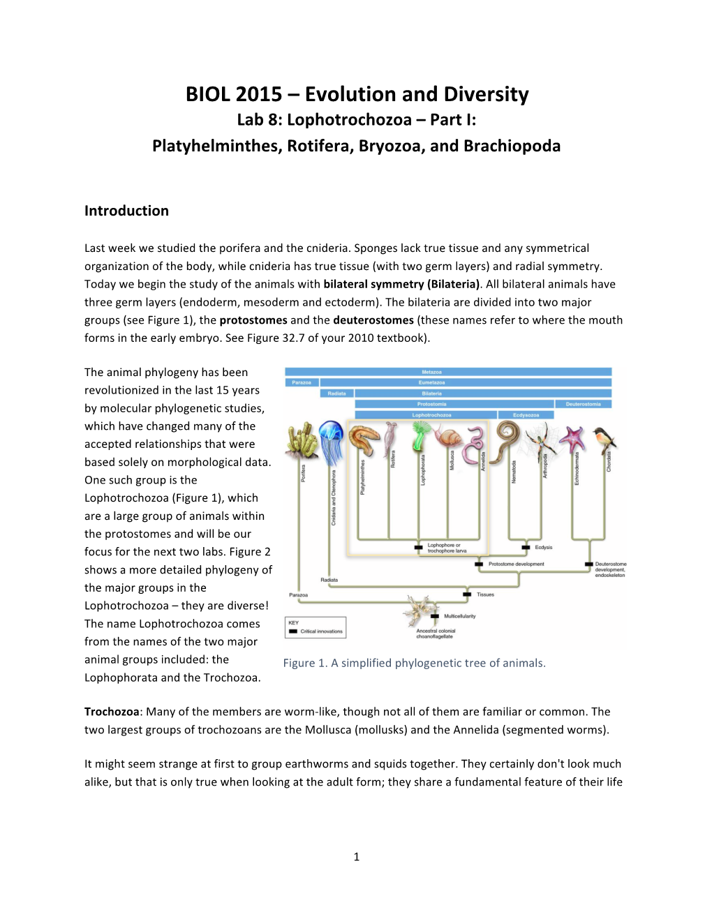 BIOL 2015 – Evolution and Diversity Lab 8: Lophotrochozoa – Part I: Platyhelminthes, Rotifera, Bryozoa, and Brachiopoda