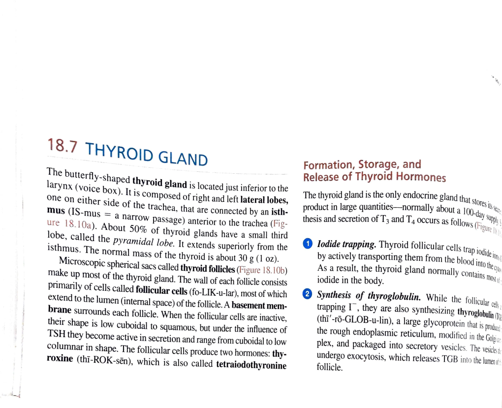 Thyroid Glands REPTILES INTRODUCTION