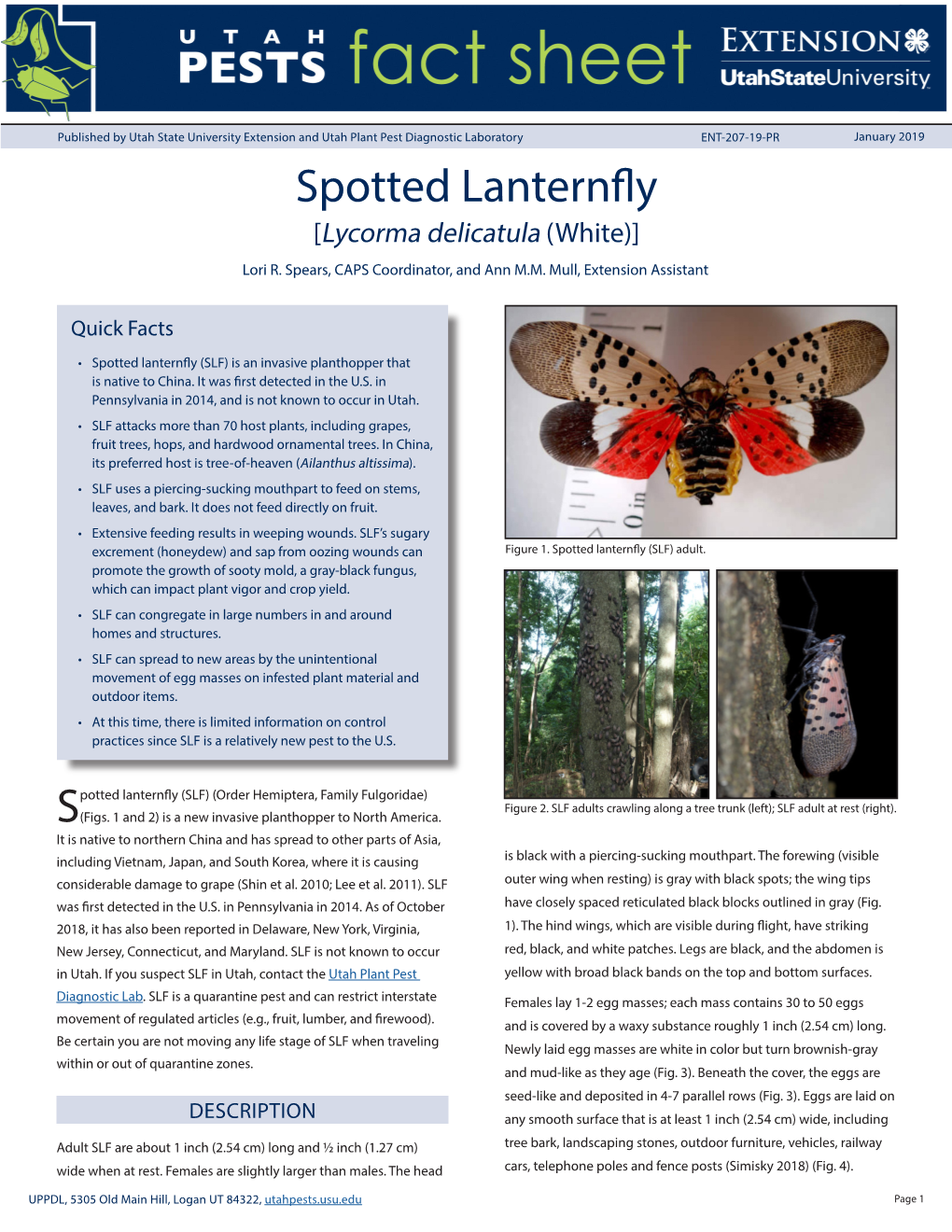 Spotted Lanternfly [Lycorma Delicatula (White)] Lori R