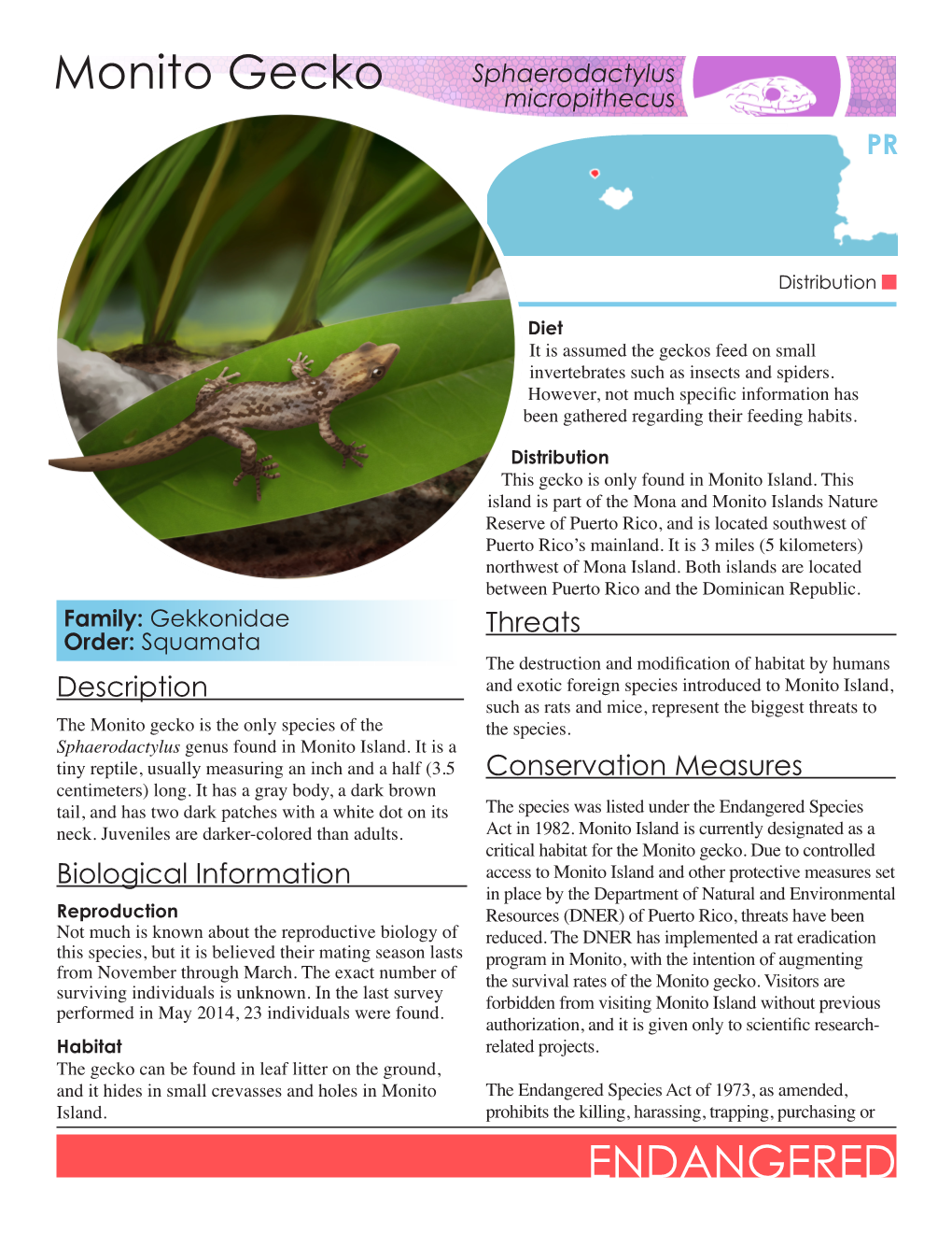 Monito Gecko Sphaerodactylus Micropithecus PR