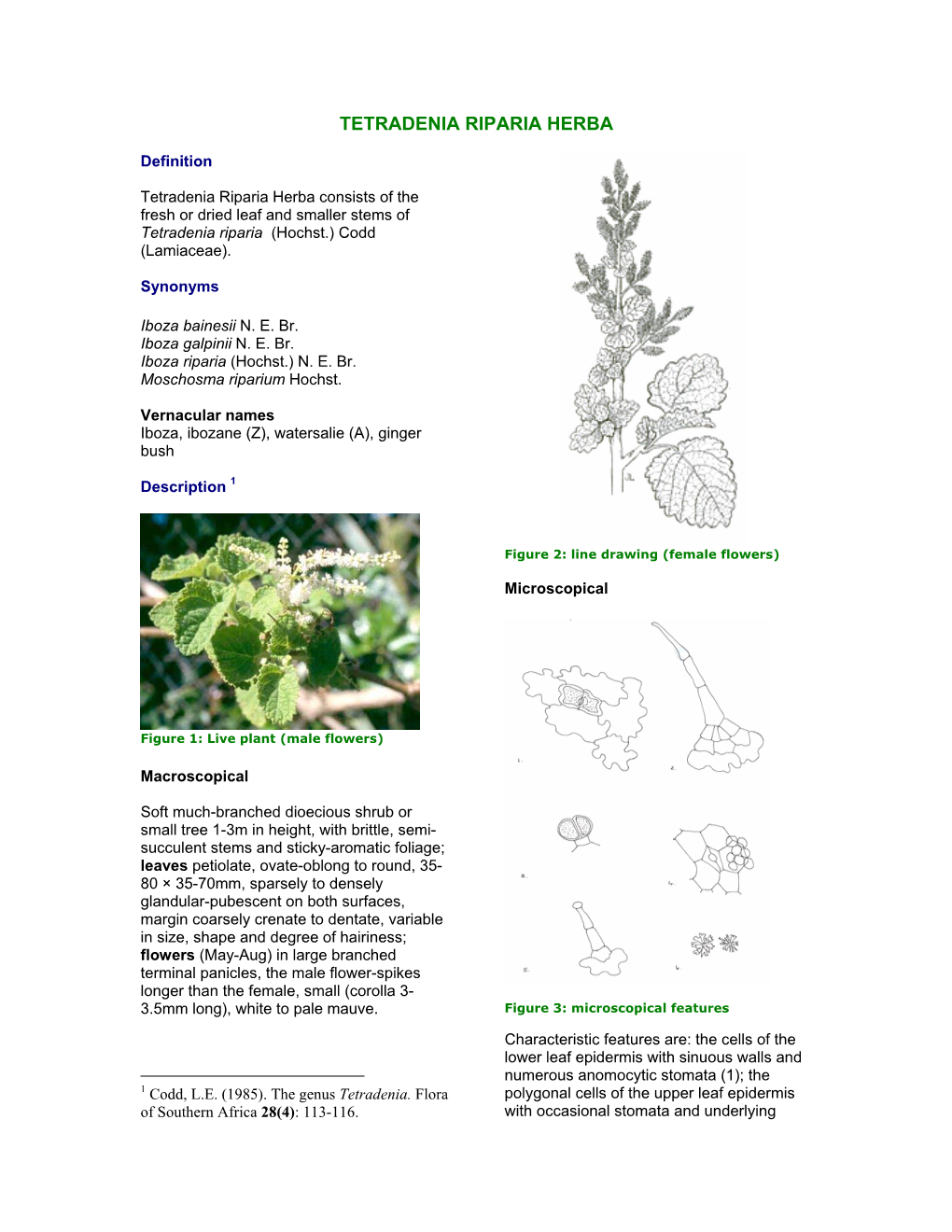 Tetradenia Riparia Herba