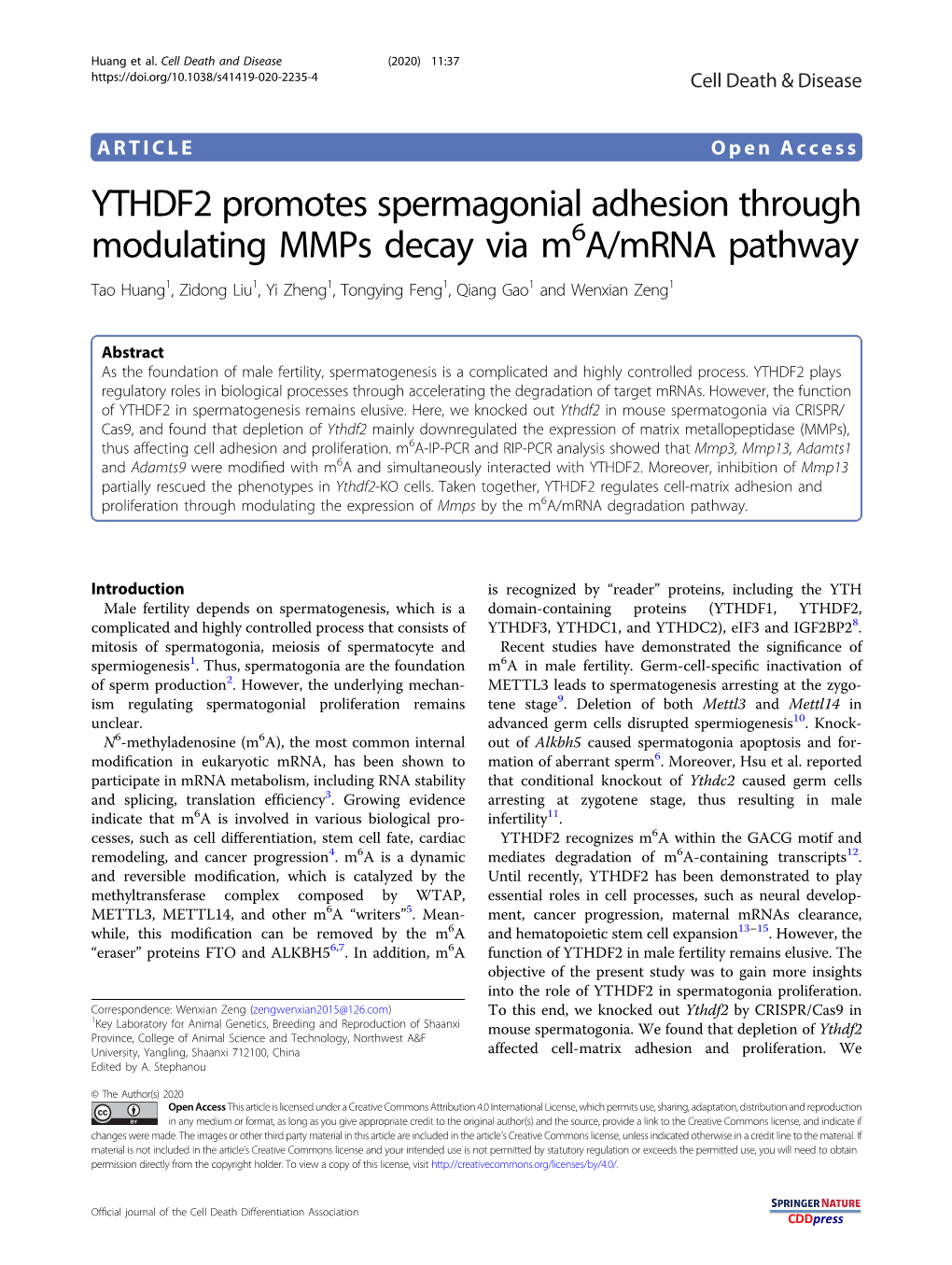 YTHDF2 Promotes Spermagonial Adhesion Through Modulating Mmps Decay Via M6a/Mrna Pathway Tao Huang1, Zidong Liu1,Yizheng1, Tongying Feng1,Qianggao1 and Wenxian Zeng1