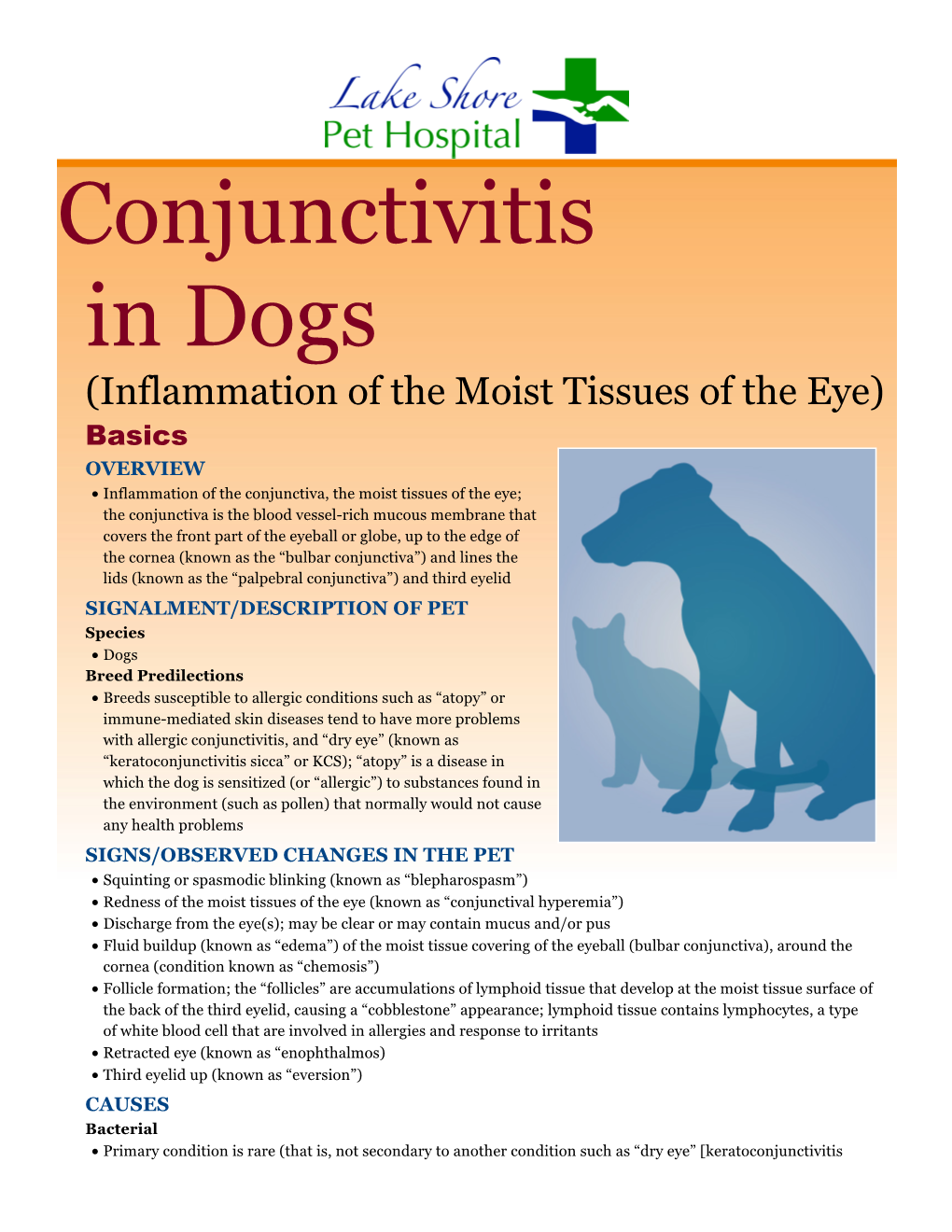 Conjunctivitis in Dogs