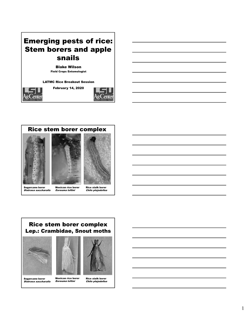 Emerging Pests of Rice Stem Borers and Apple Snails