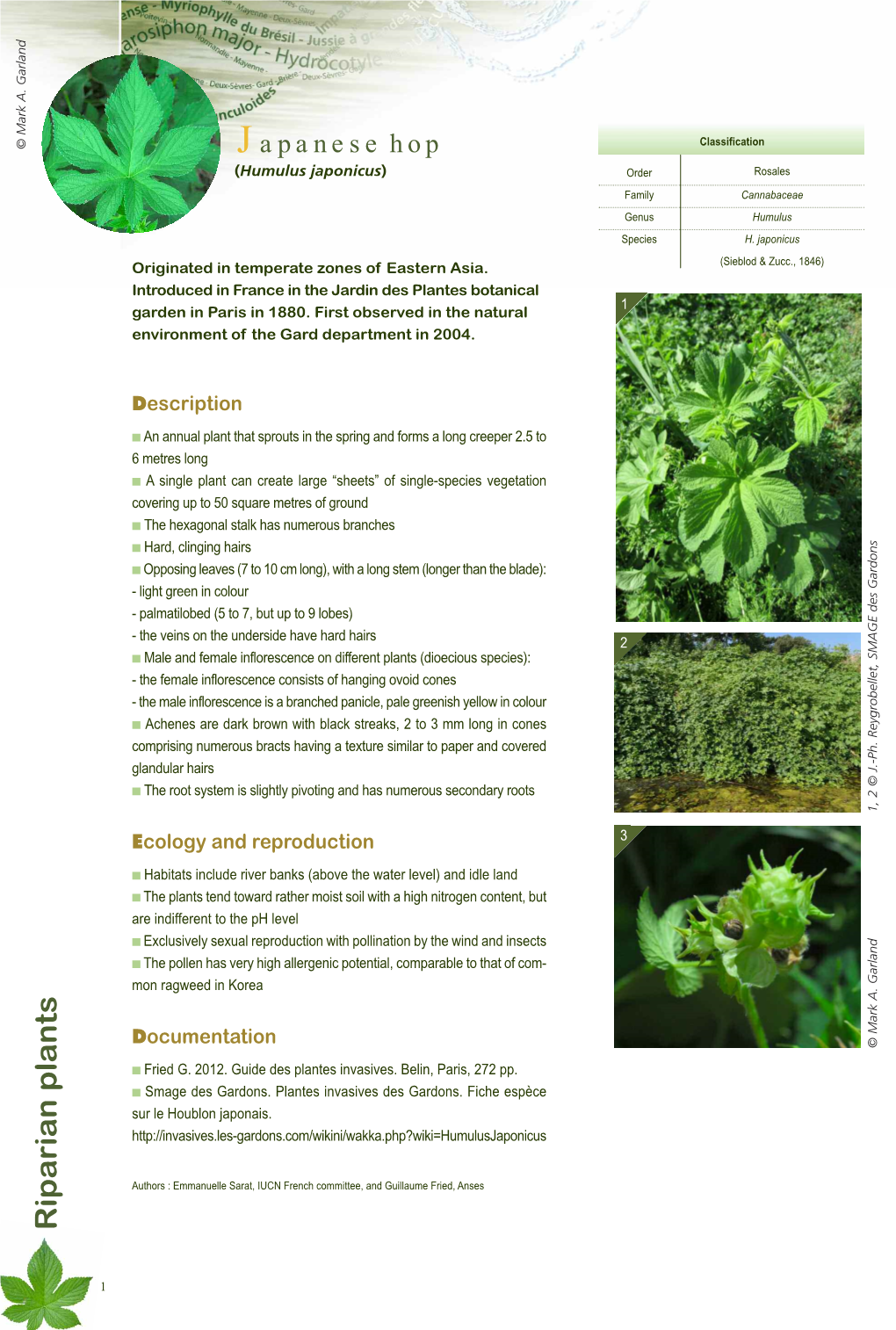 Species Fact Sheet for Humulus Japonicus