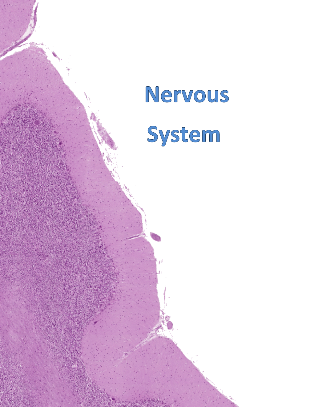 CNS)- the Brain and Spinal Cord