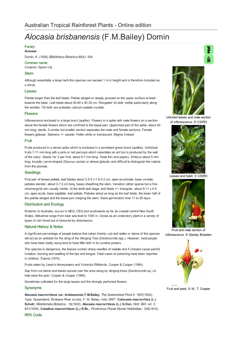 Alocasia Brisbanensis (F.M.Bailey) Domin Family: Araceae Domin, K