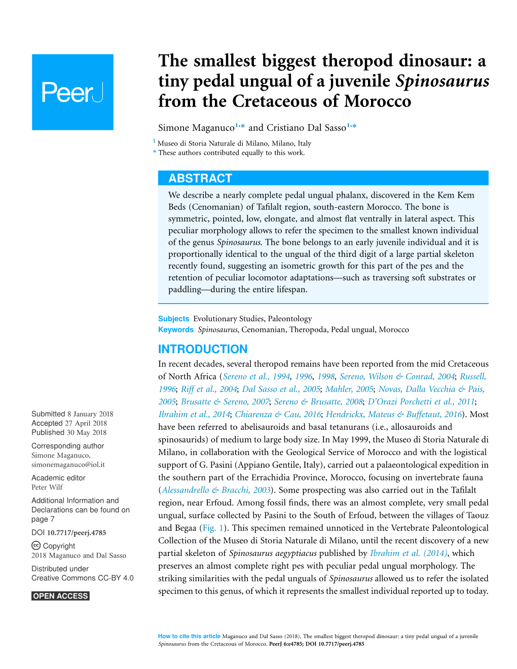 The Smallest Biggest Theropod Dinosaur: a Tiny Pedal Ungual of a Juvenile Spinosaurus from the Cretaceous of Morocco