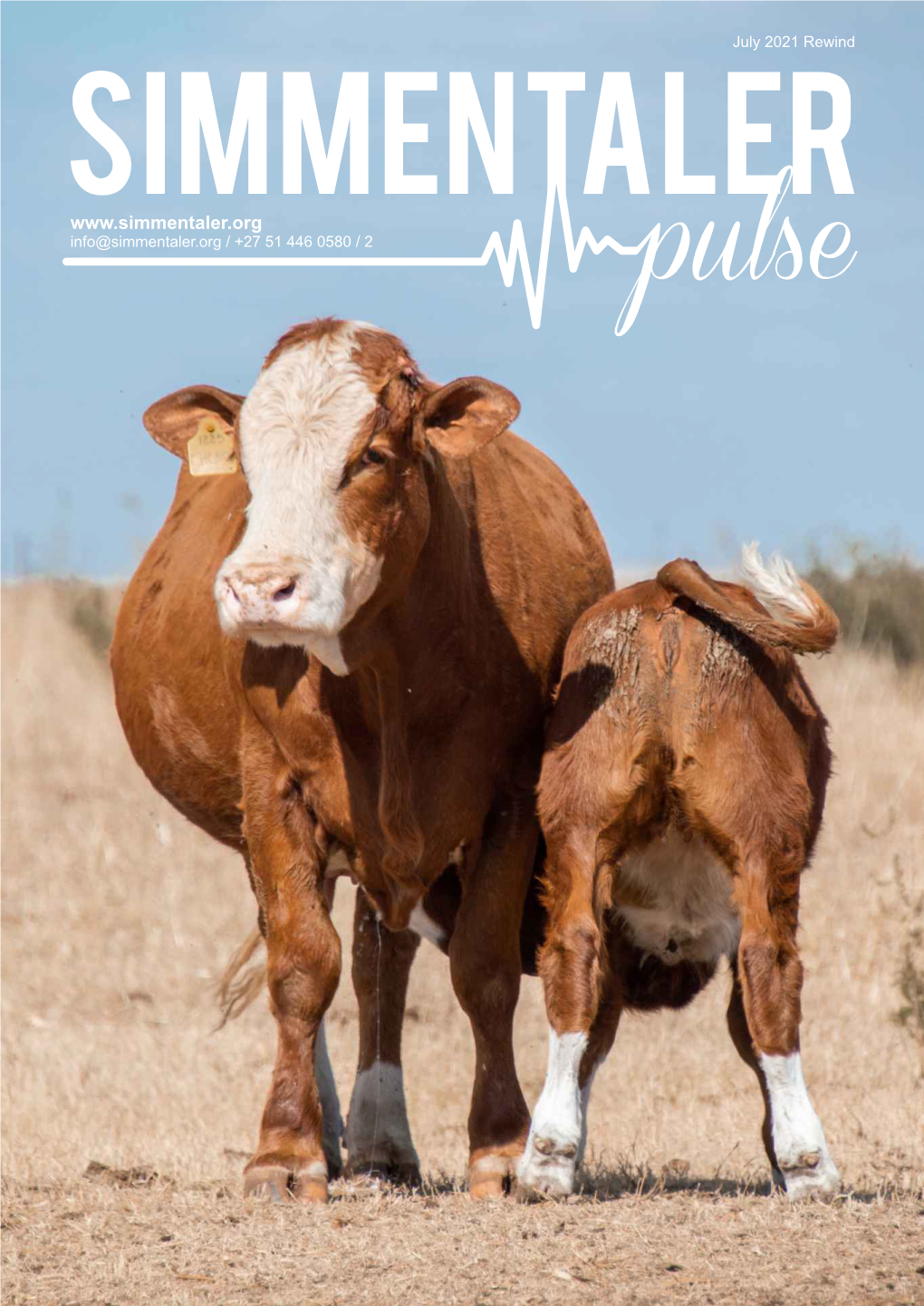 Simmentaler Pulse