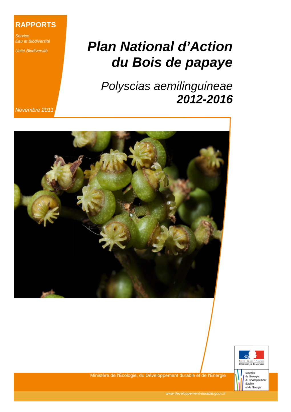 PNA Bois De Papaye Polyscias Aemiliguineae