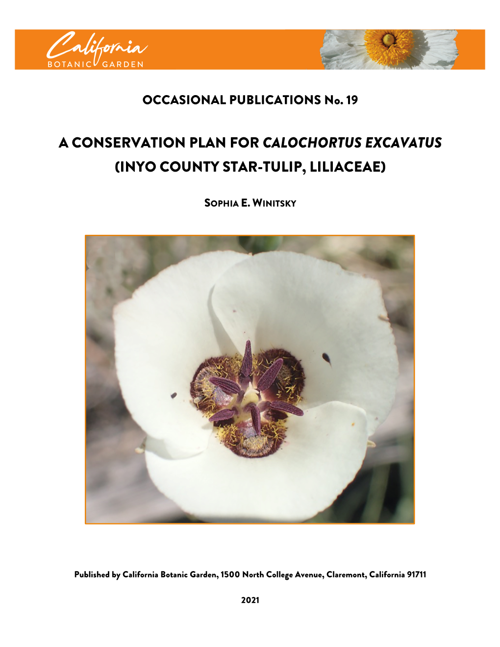 Calochortus Excavatus (Inyo County Star-Tulip, Liliaceae)