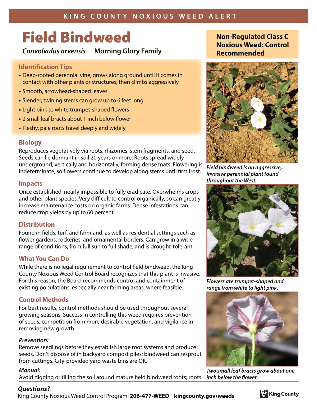 Field Bindweed (Convolvulus Arvensis)