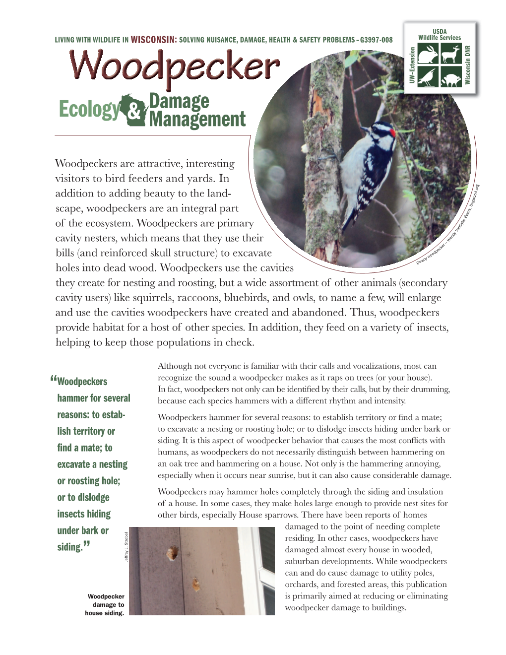 Woodpecker Ecology and Damage Management (G3997-008)