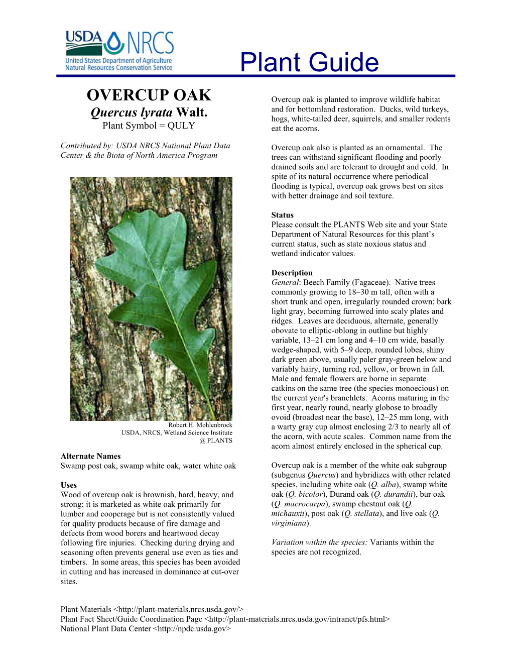 OVERCUP OAK Overcup Oak Is Planted to Improve Wildlife Habitat and for Bottomland Restoration