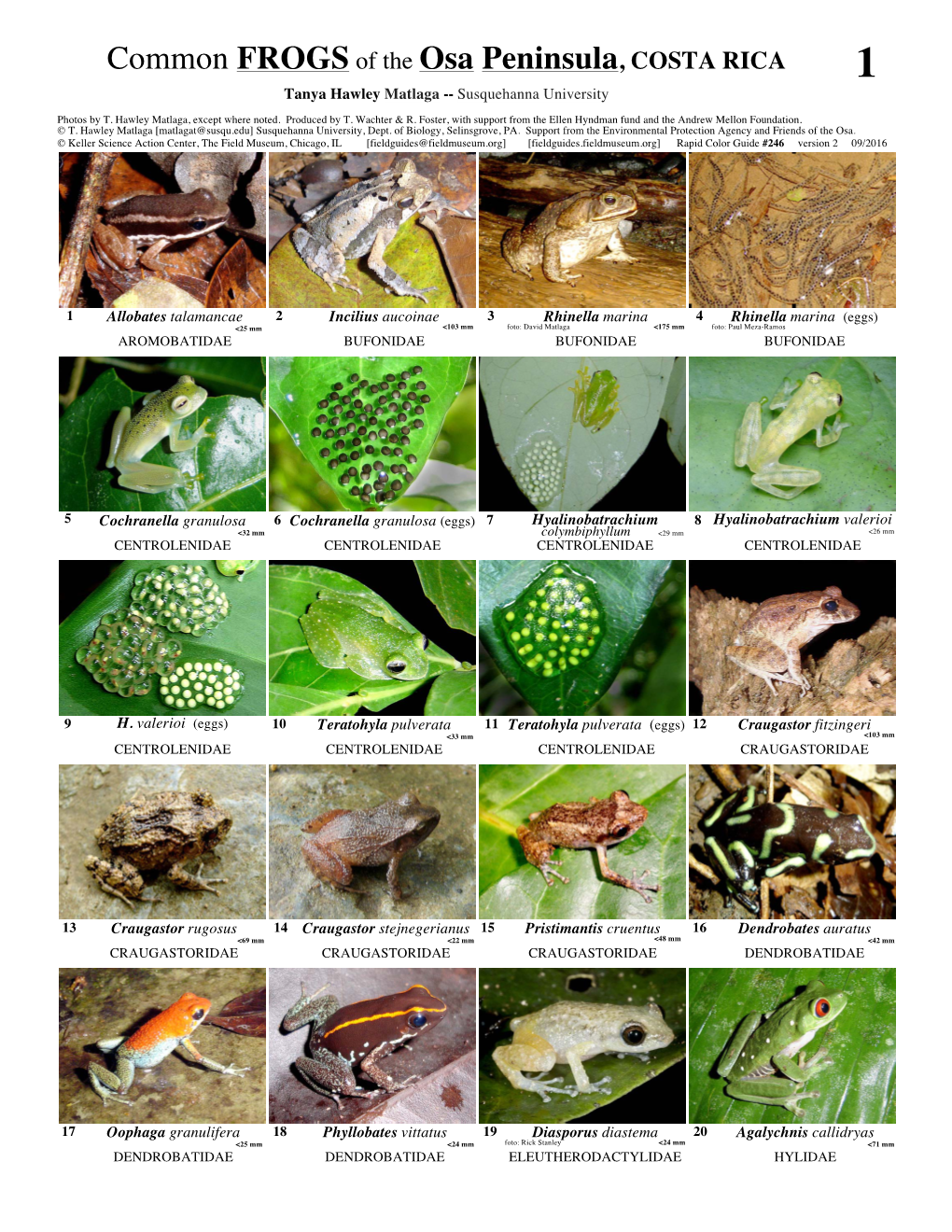 Common FROGS of the Osa Peninsula, COSTA RICA 1 Tanya Hawley Matlaga -- Susquehanna University