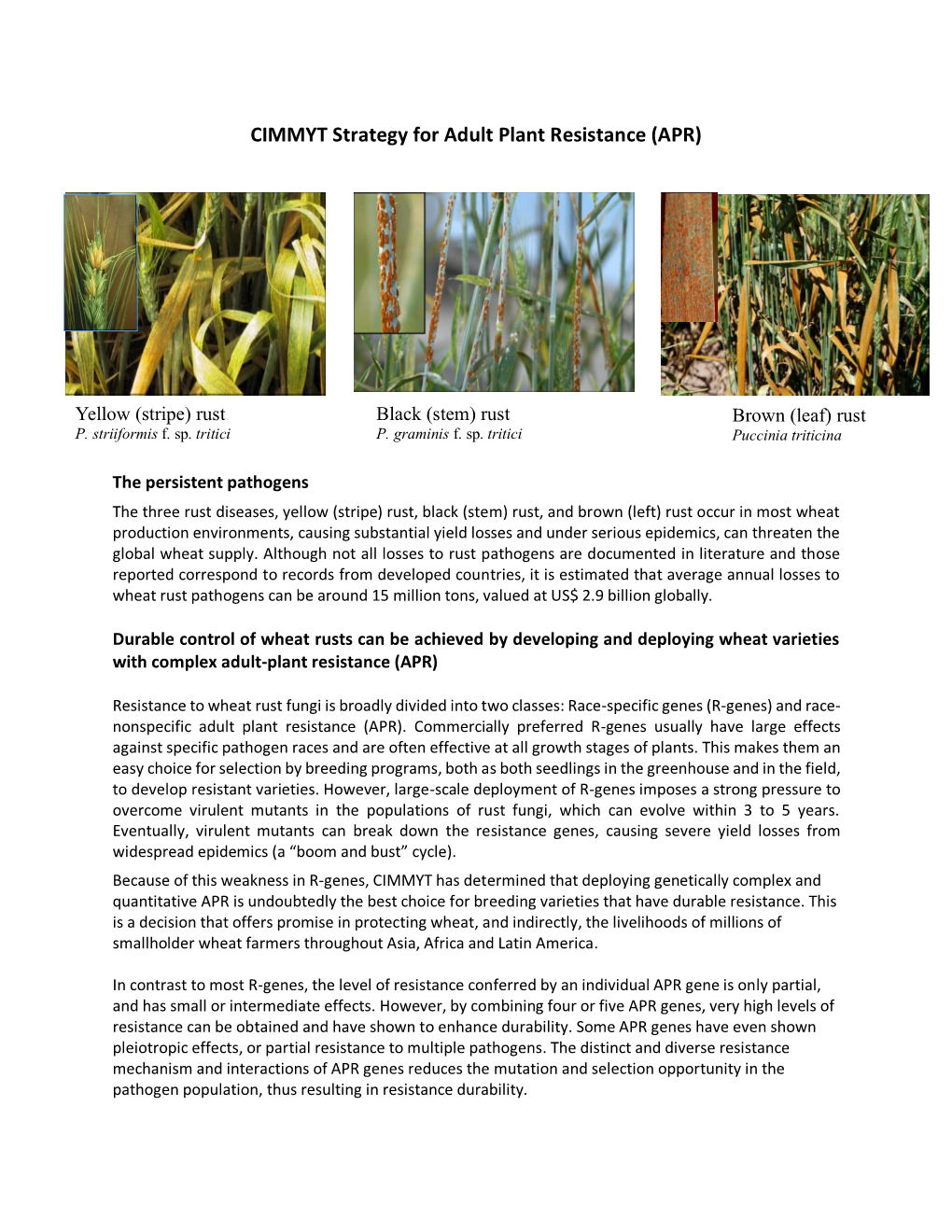 CIMMYT Strategy for Adult Plant Resistance (APR)