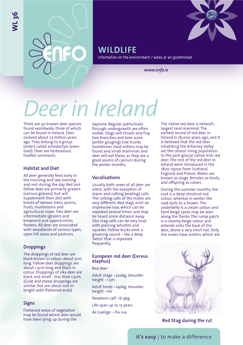 Deer in Ireland There Are 40 Known Deer Species Daytime