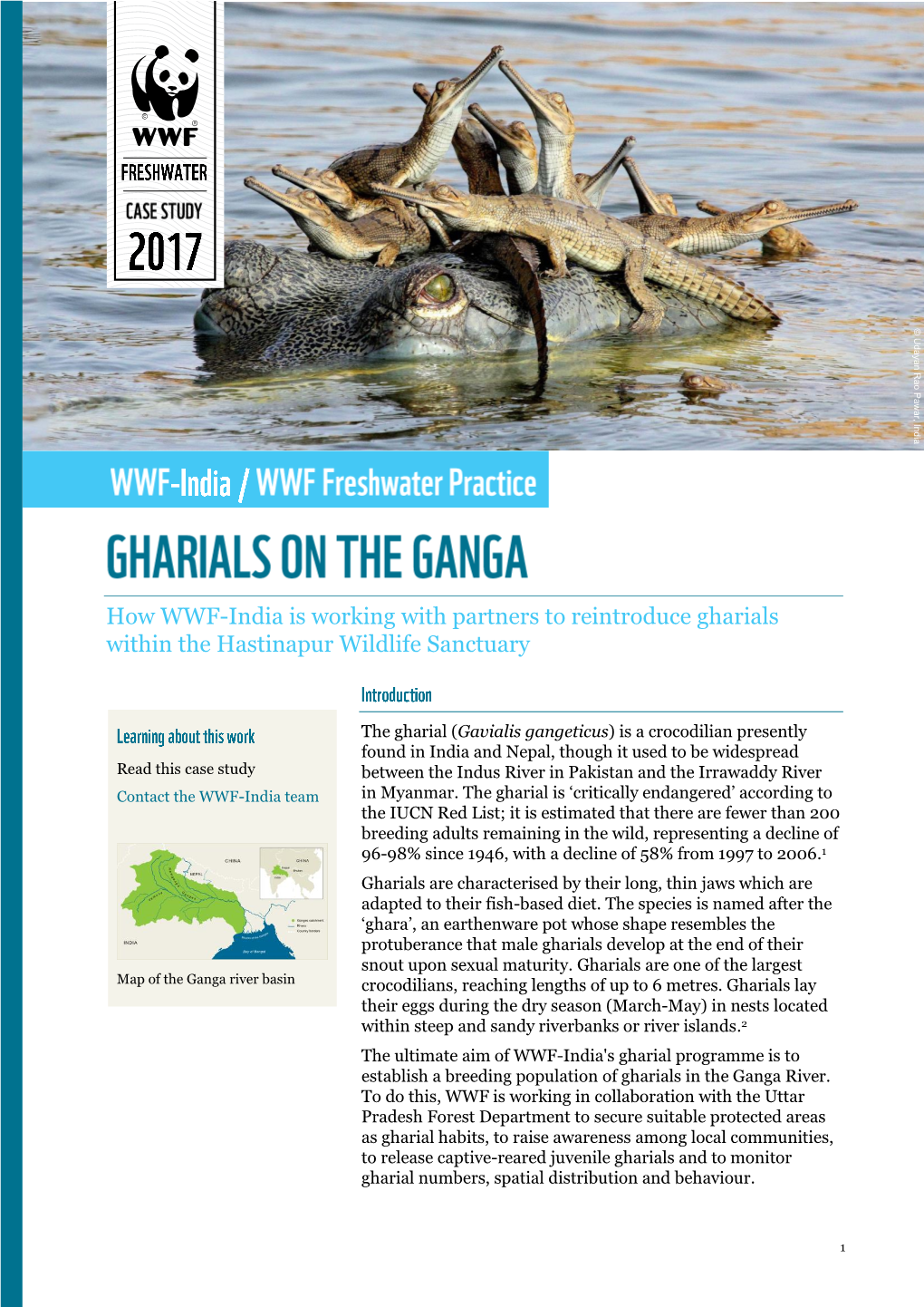 How WWF-India Is Working with Partners to Reintroduce Gharials Within the Hastinapur Wildlife Sanctuary