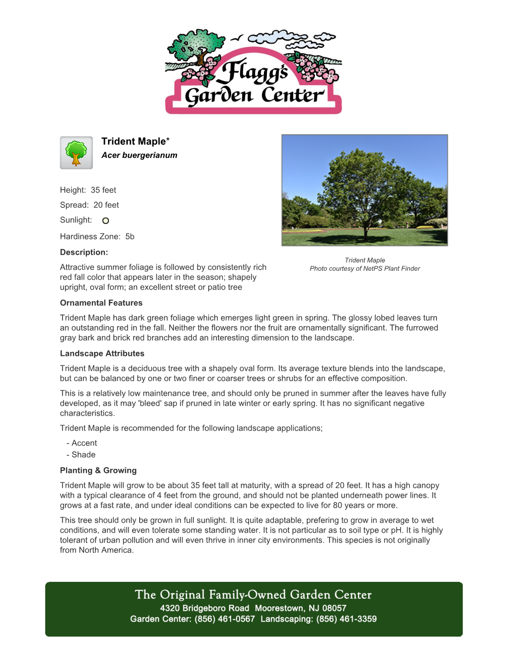 Flagg's Garden Center Trident Maple