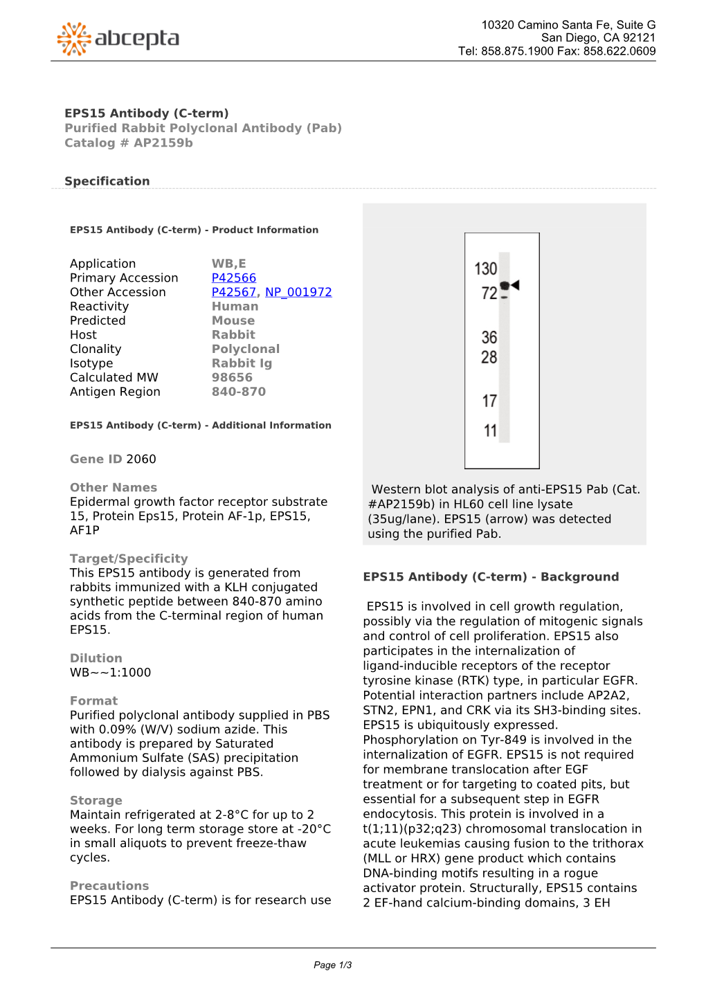 EPS15 Antibody (C-Term) Purified Rabbit Polyclonal Antibody (Pab) Catalog # Ap2159b