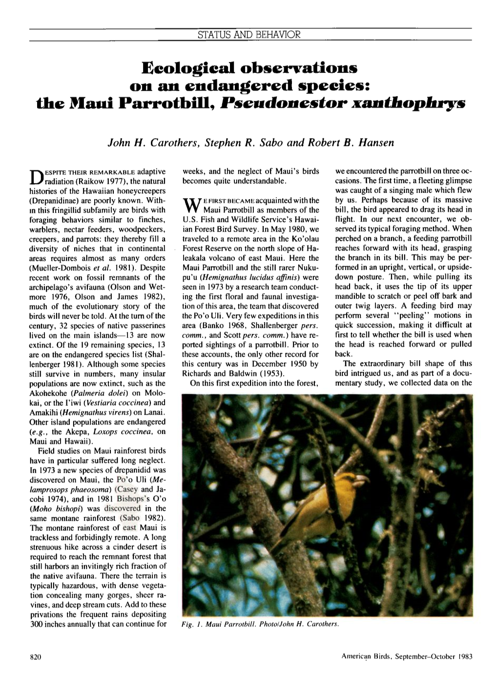 On an Endangered Species: the Maui Parrotbill, Pseudonestor Xanthophrs