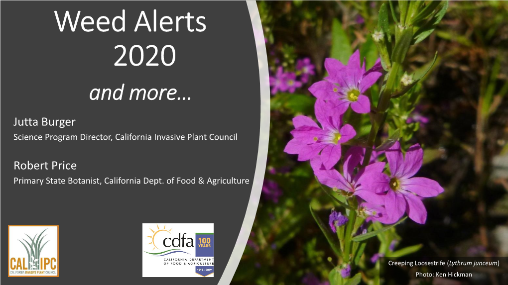 Weed Alerts and Other Invasive Plant Highlights for 2020