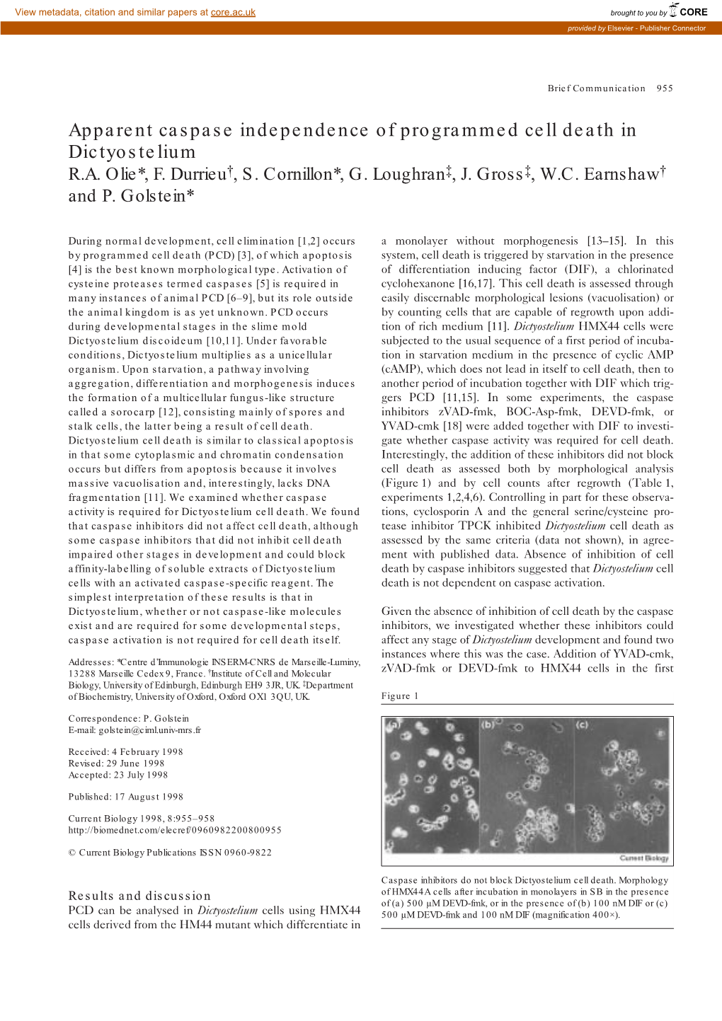 Apparent Caspase Independence of Programmed Cell Death in Dictyostelium R.A