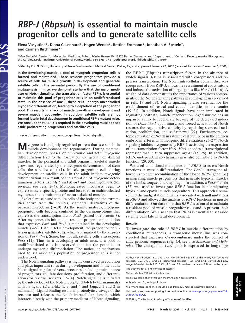 RBP-J (Rbpsuh) Is Essential to Maintain Muscle Progenitor Cells and to Generate Satellite Cells