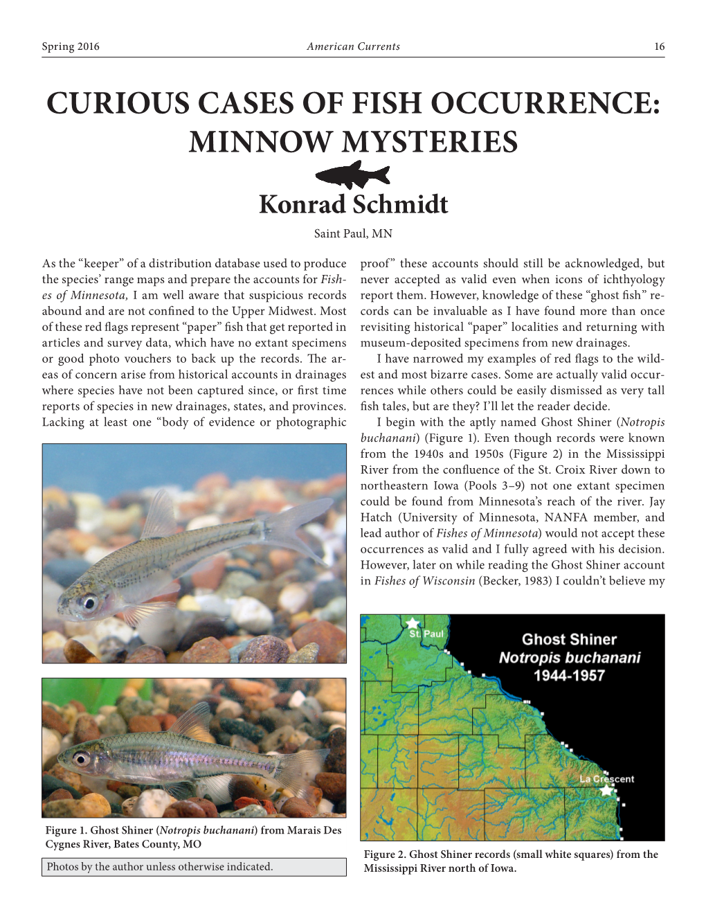 Curious Cases of Fish Occurrence: Minnow Mysteries