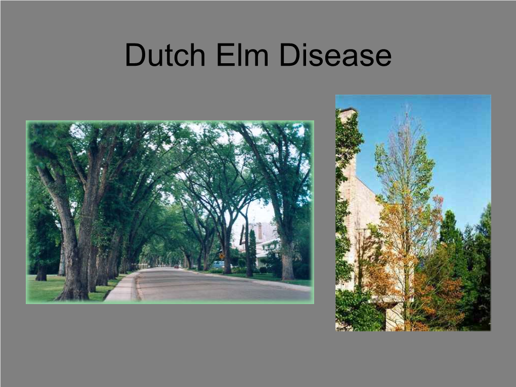 Dutch Elm Disease Host: the Elms (Genus Ulmus)