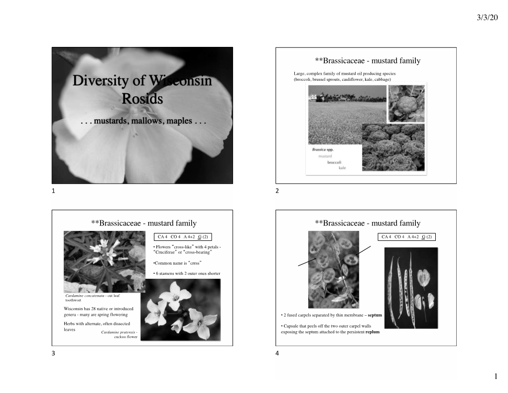 Diversity of Wisconsin Rosids