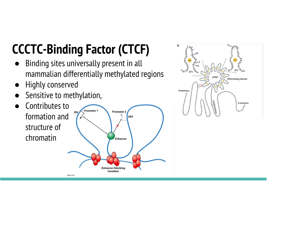 CCCTC-Binding Factor (CTCF)