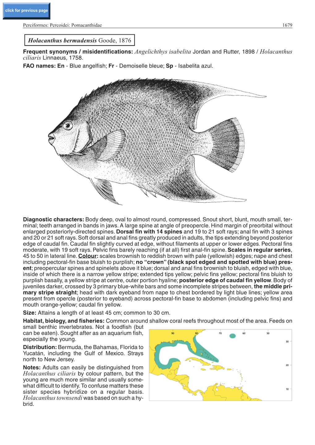 Holacanthus Bermudensis Goode, 1876 Frequent Synonyms / Misidentifications: Angelichthys Isabelita Jordan and Rutter, 1898 / Holacanthus Ciliaris Linnaeus, 1758