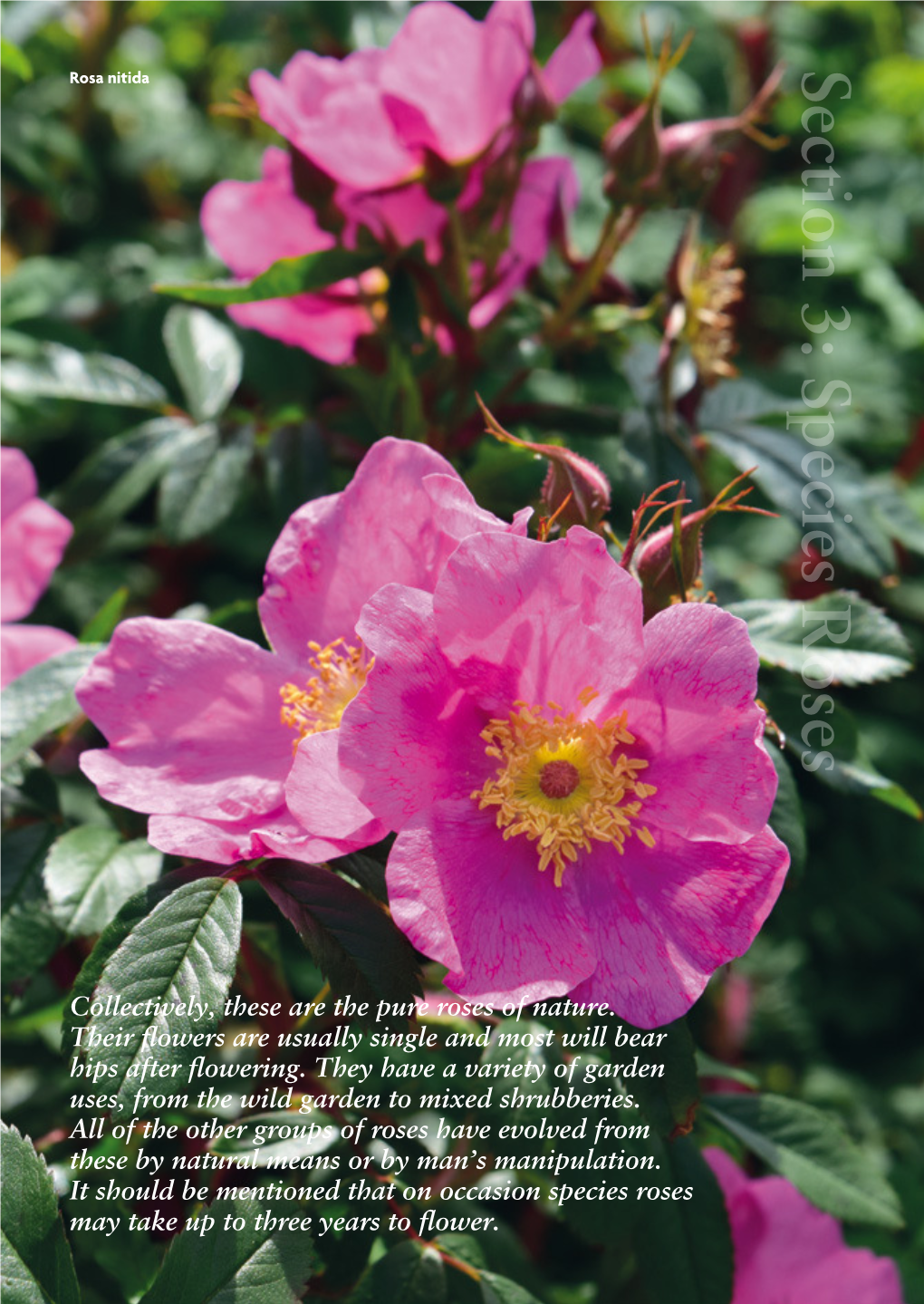 Section 3: Species Roses Rosa Nitida