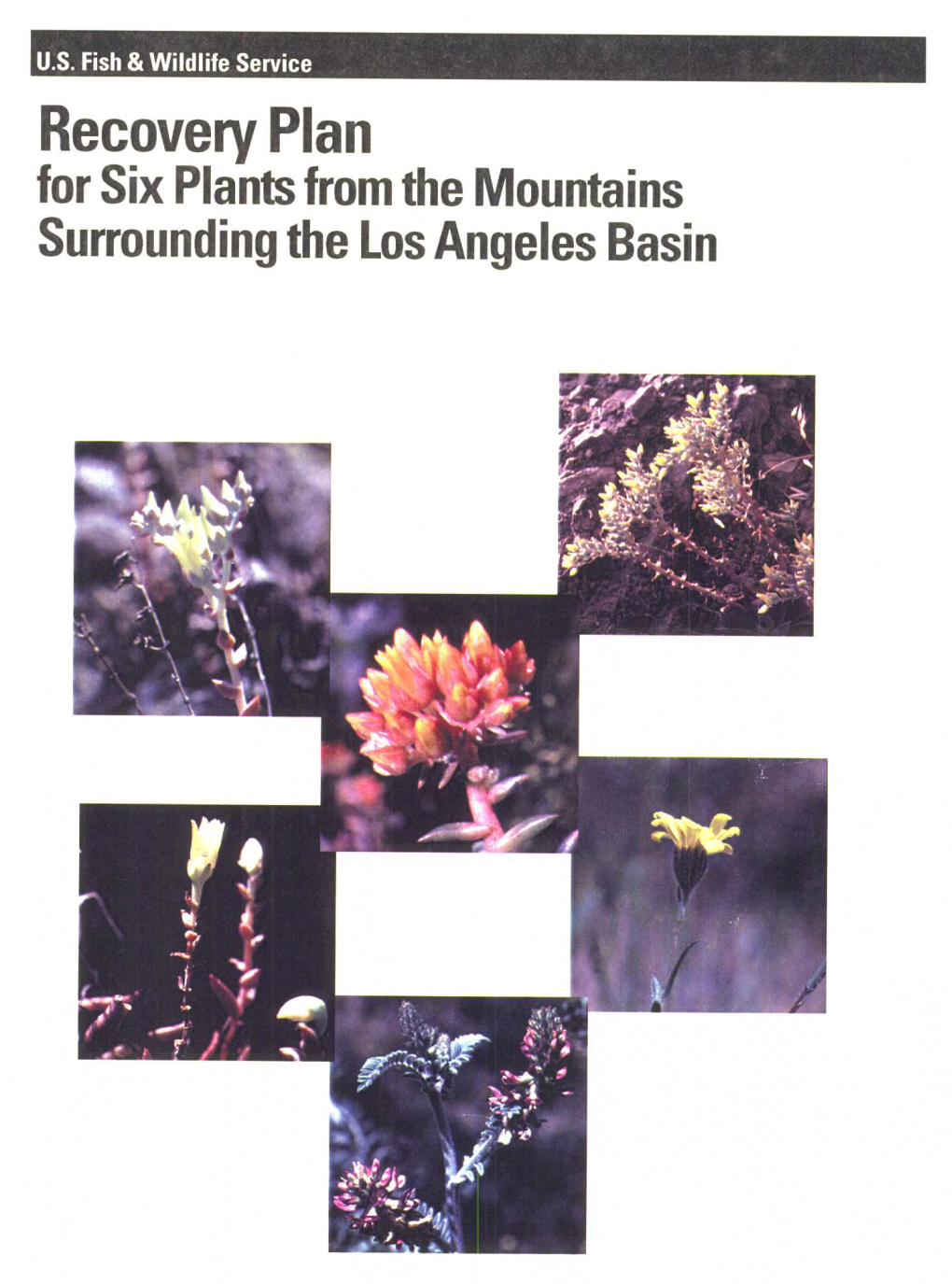 Recovery Plan for Six Plants from the Mountains Surrounding the Los Angeles Basin RECOVERY PLAN
