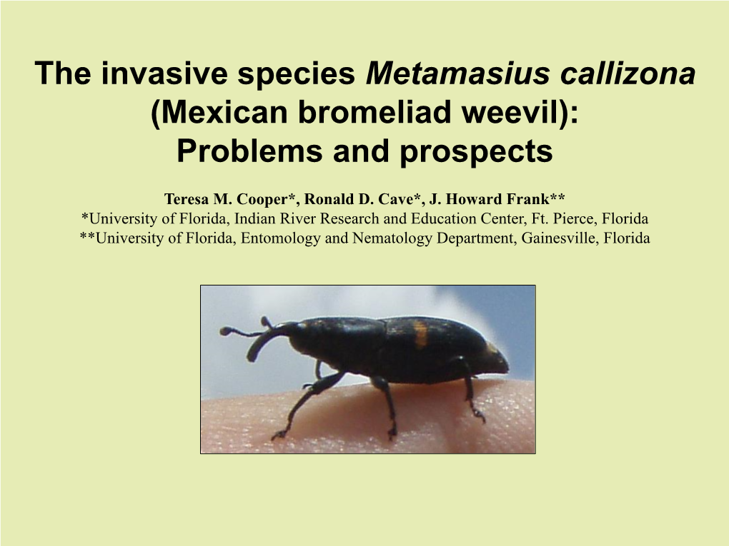 (Mexican Bromeliad Weevil): Problems and Prospects