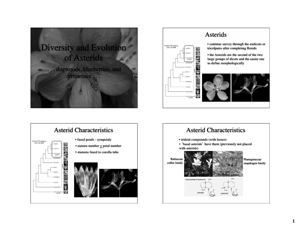 Diversity and Evolution of Asterids