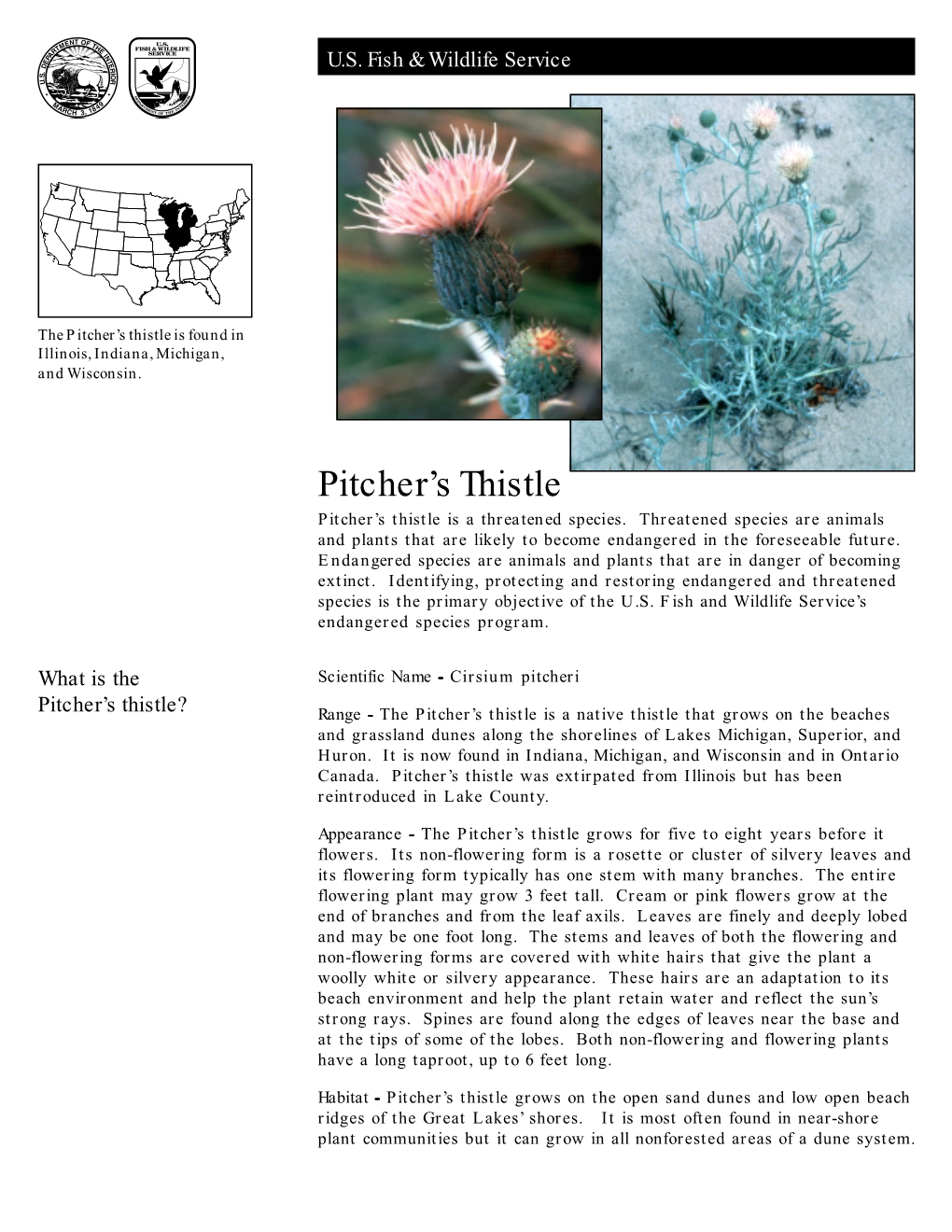 Pitcher's Thistle